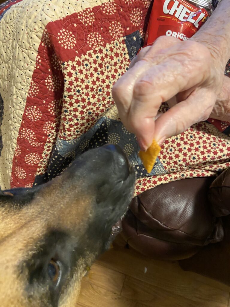 closeup of old lady's hand feeding the face of a dog. quilt and leather chair backdrop. Soft lighting