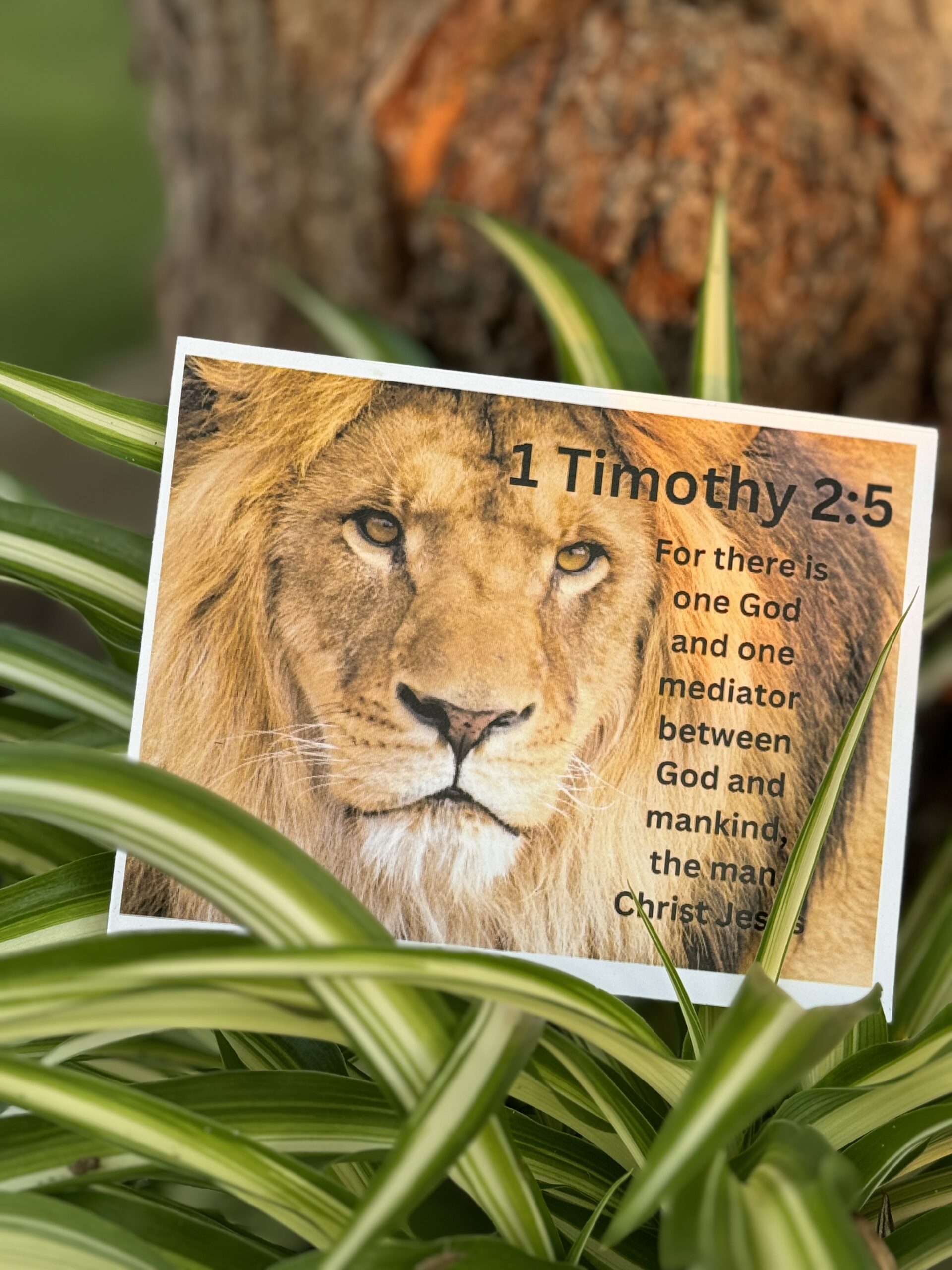 1 Timothy 2:5 Verse Kit